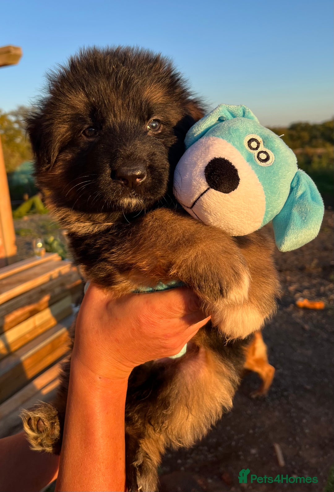German Shepherd dogs for sale: Stunning Gsd puppies for sale  - Image 3