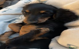 Dachshund dogs for sale: Stunning miniature long haired dachshund puppy  - Image 4