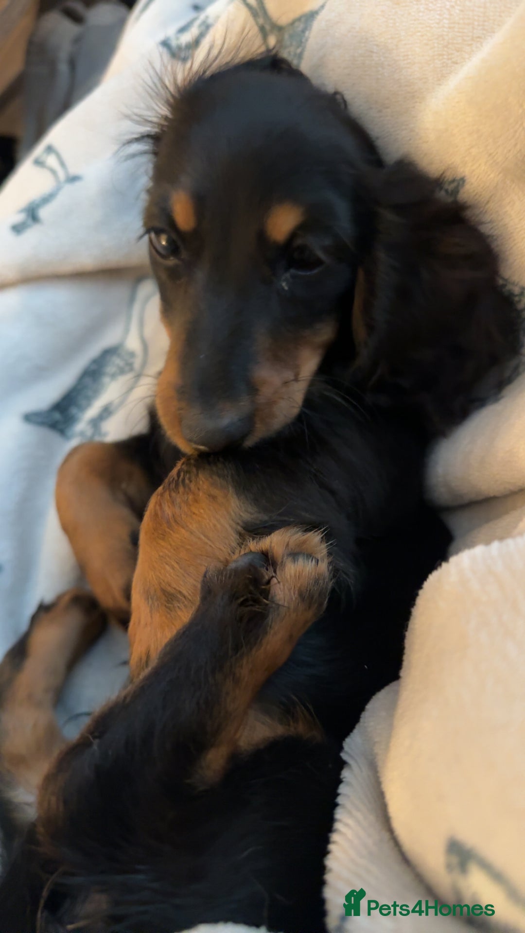 Dachshund dogs for sale: Stunning miniature long haired dachshund puppy  - Image 4