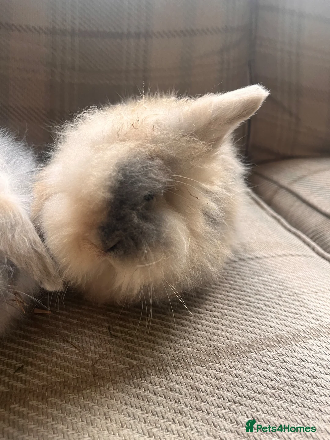 Mini Lion Lop rabbits for sale: Mini lion lop babies - Advert 6