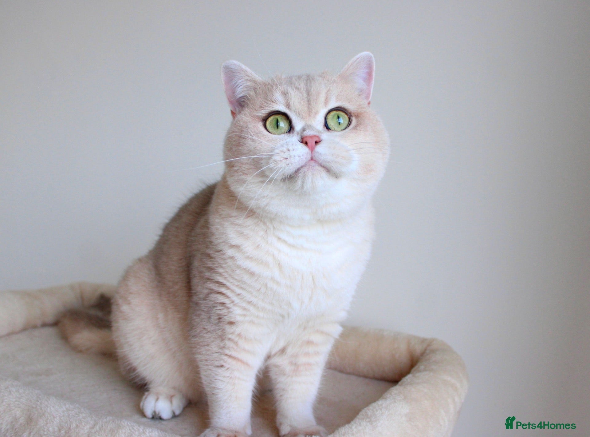 British Shorthair cats Blue Golden Chinchilla Retired Queen  - Advert 4