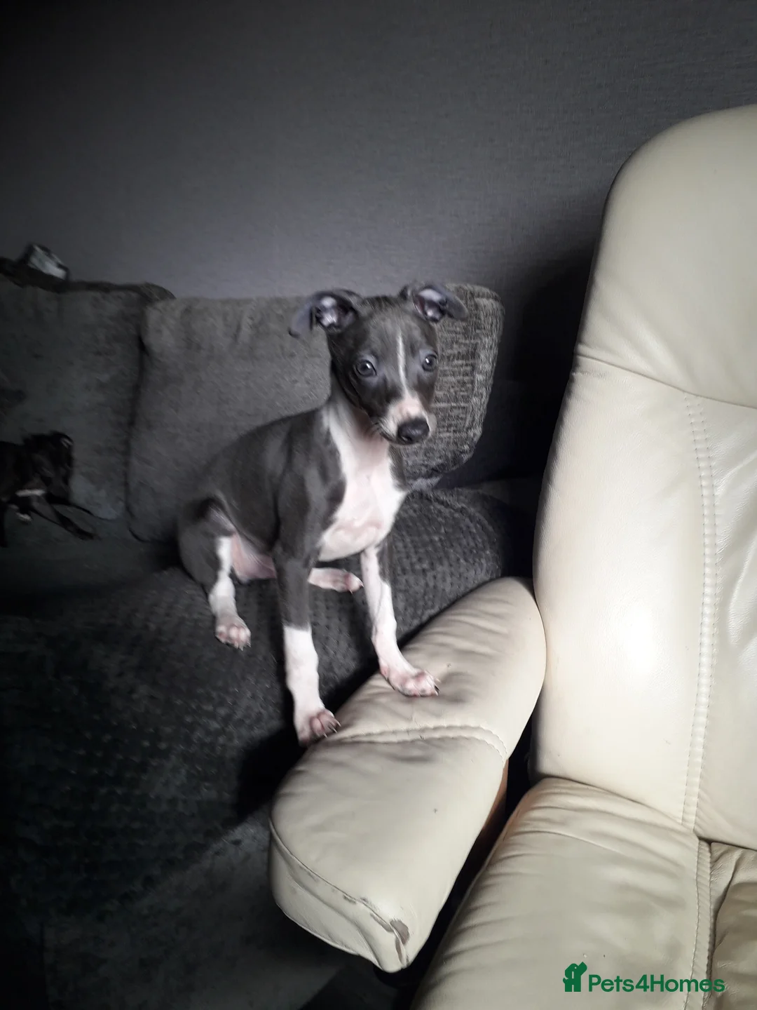 Italian Greyhound dogs for sale: Beautiful boy gorgeous girl Italian greyhounds  in Bradford - Advert 3