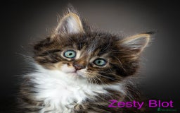 Maine Coon cats for sale: Purebred Maine Coon kittens - Image 9