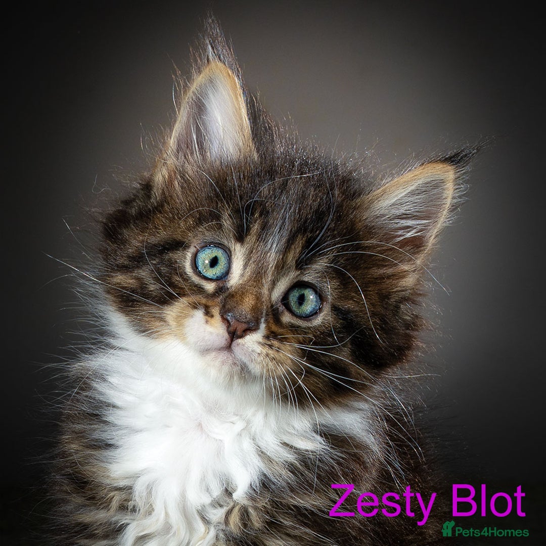 Maine Coon cats for sale: Purebred Maine Coon kittens - Image 9