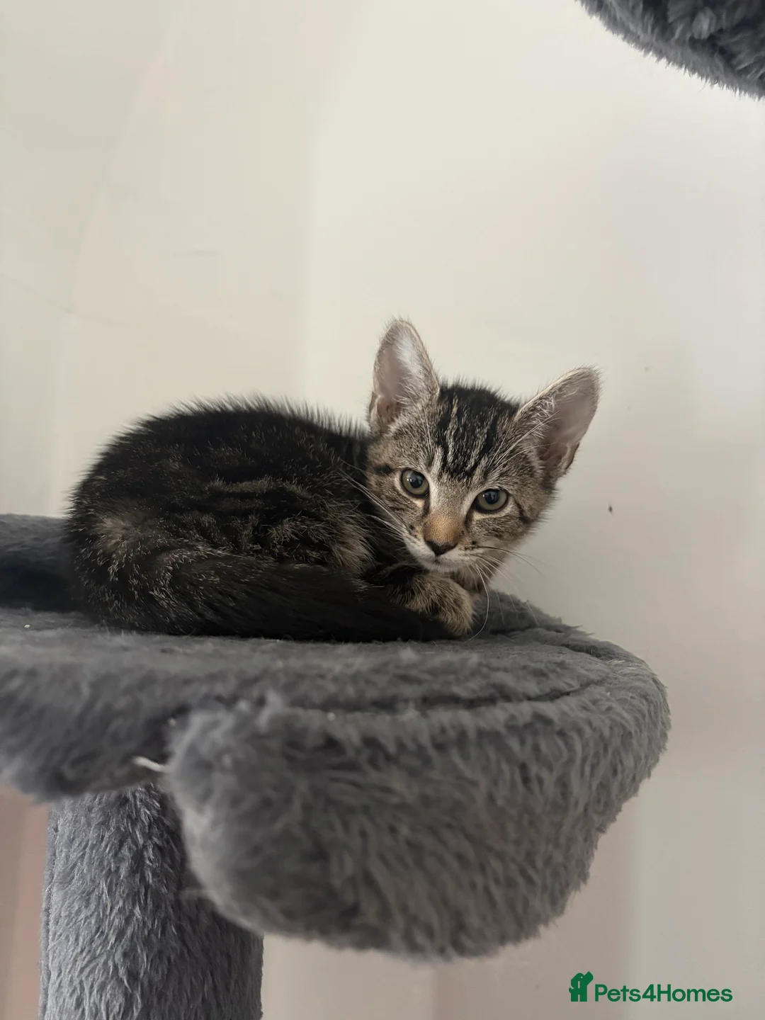 Mixed Breed cats for sale: female tabby kitten looking for her forever home  in Wisbech - Advert 2