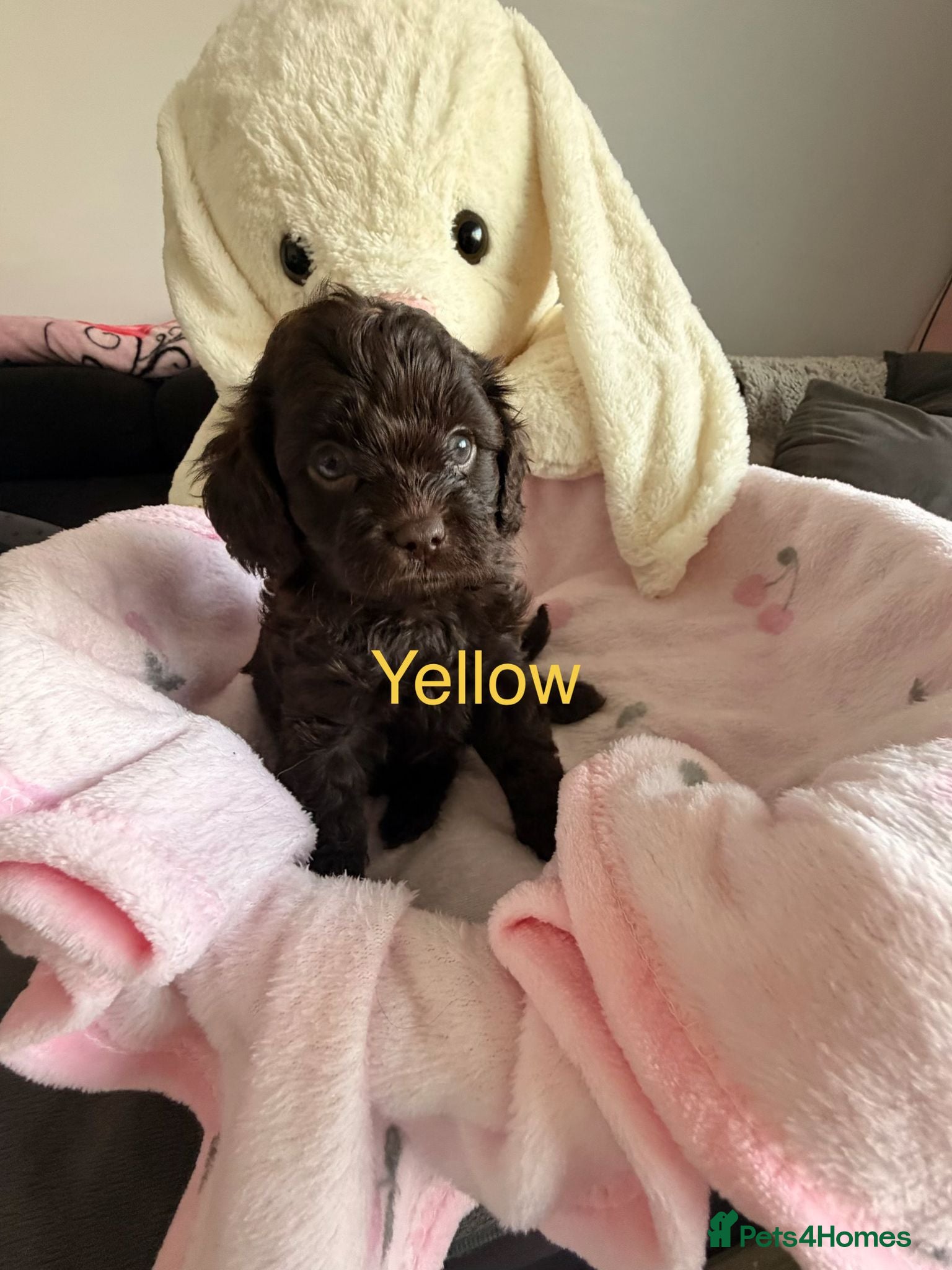 Cavapoo dogs Rare f1 cavapoo true chocolate  - Advert 8