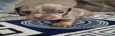 Dachshund 4