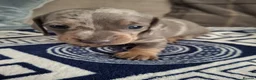 Dachshund dogs for sale: Lovely Litter of 6 Dachshund Puppies  - Advert 12