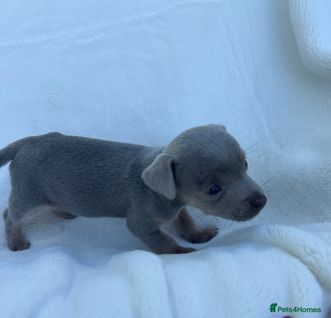 Jack Russell dogs for sale: Stunning Jack Russell Puppies  - Image 10