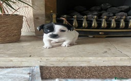 Jack Russell dogs for sale: Jack Russel puppies  - Image 19
