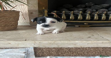 Jack Russell dogs - Advert 12