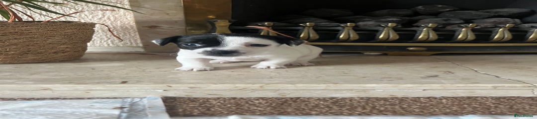 Jack Russell Puppy 2