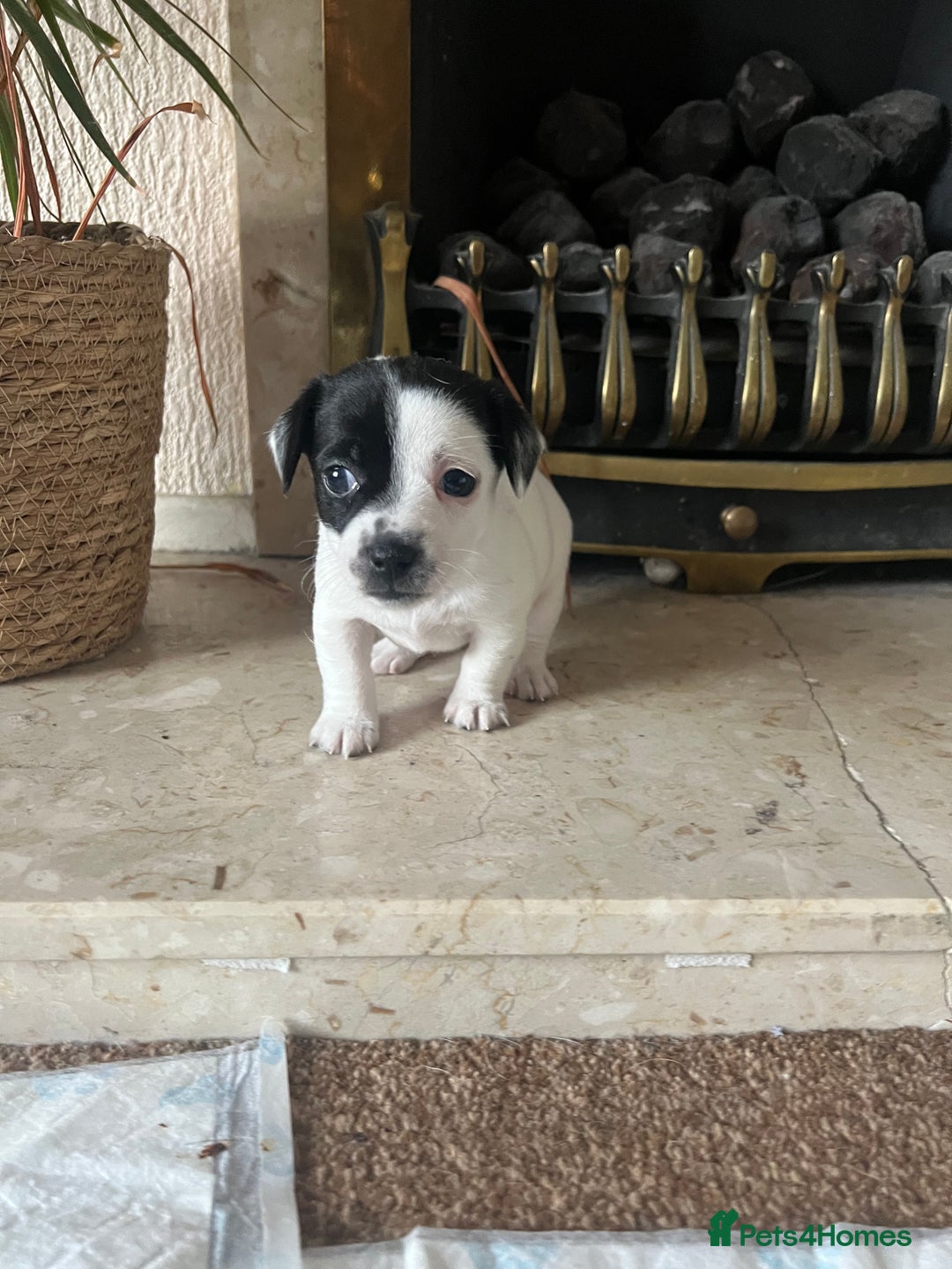 Jack Russell dogs for sale: Jack Russel puppies  - Image 19