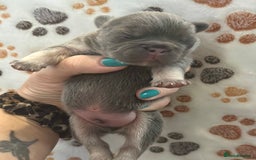 French Bulldog dogs for sale: 2 fluffy male French bulldogs - Image 3