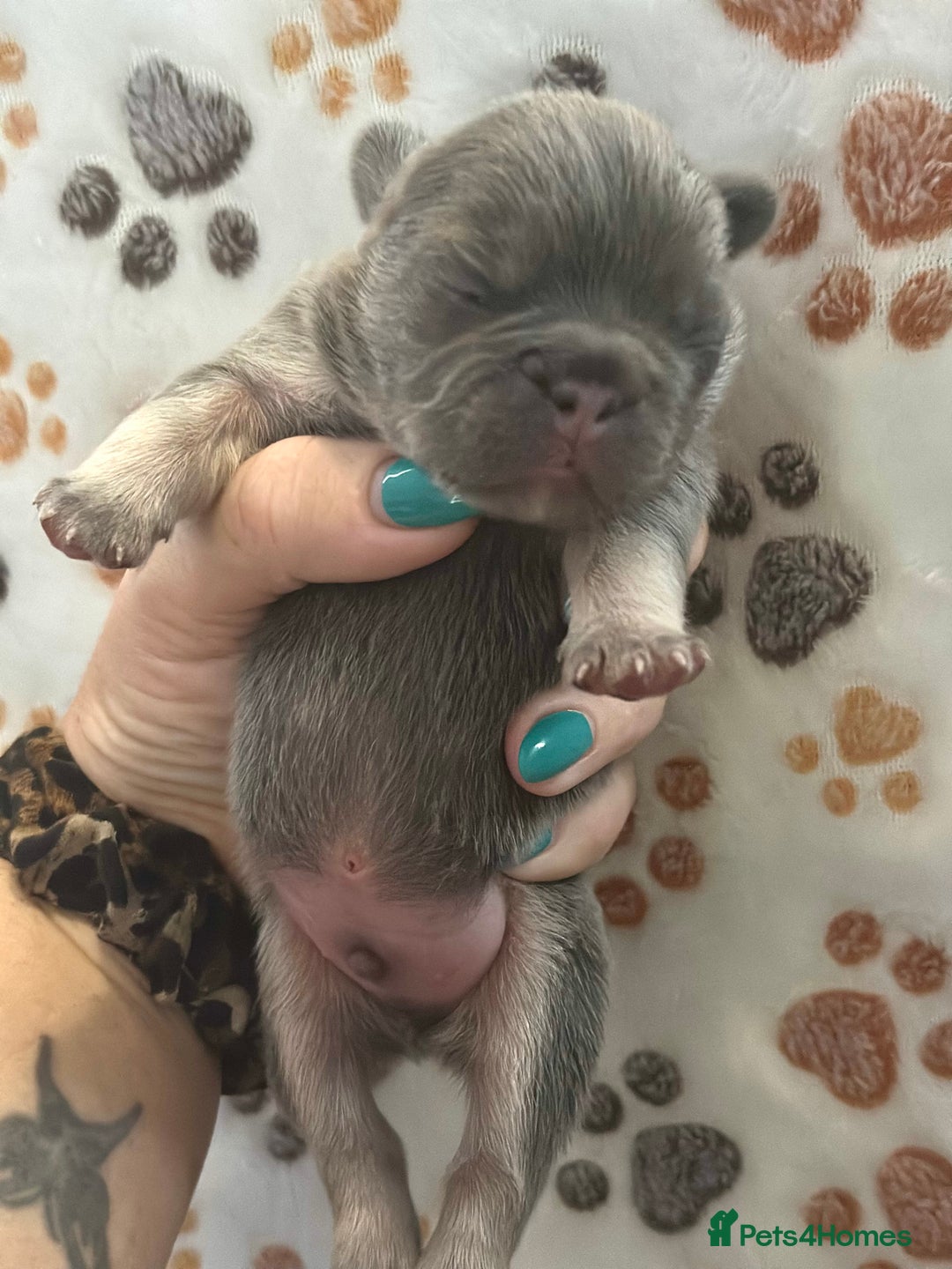 French Bulldog dogs for sale: 2 fluffy male French bulldogs - Image 3