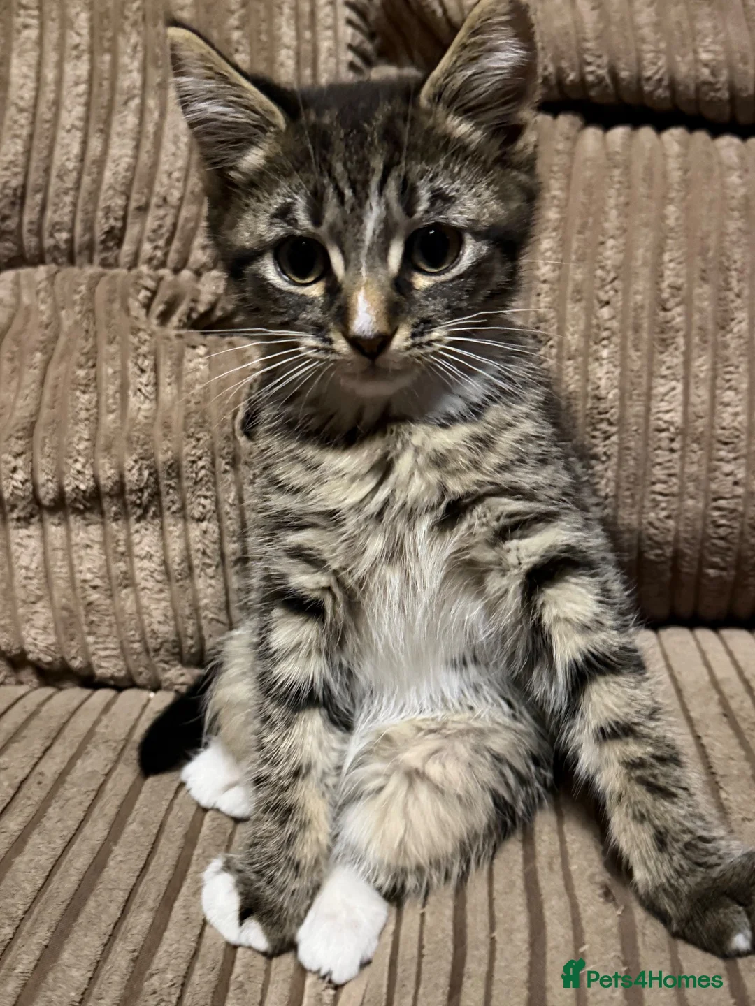 Mixed Breed cats for sale: Beautiful little ones - Advert 2
