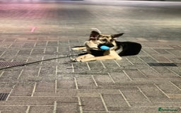 German Shepherd dogs for sale: German shepherd - Image 3