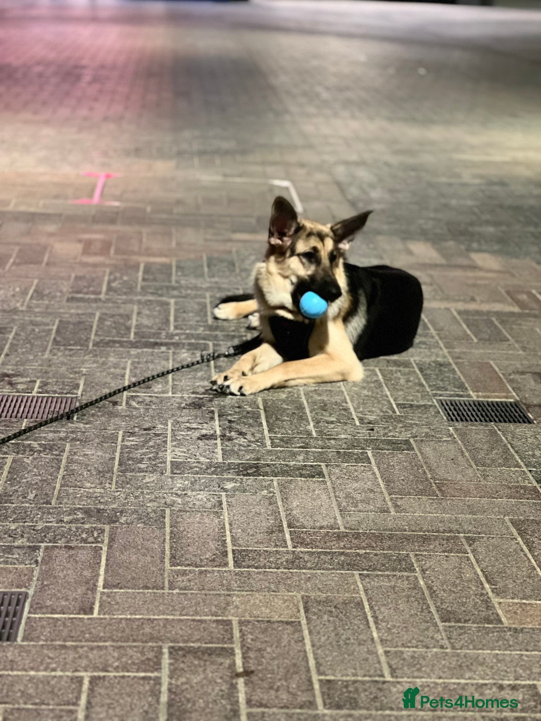 German Shepherd dogs for sale: German shepherd - Image 3