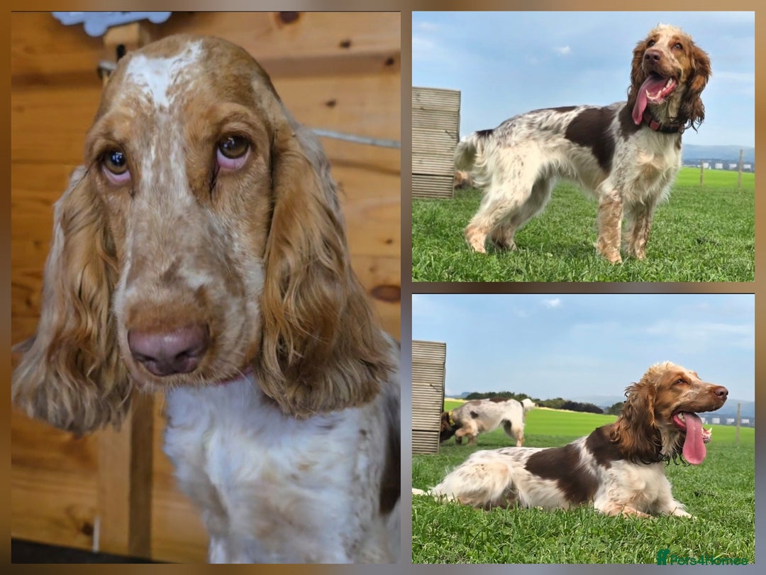 Cocker Spaniel dogs for sale: Show Cocker Spaniel Female *Rehome* Sable Roan - Advert 1