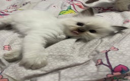 Ragdoll cats for sale: 🩵 Beautiful Ragdoll Kittens Ready at 12 Weeks! 🩵 - Image 21