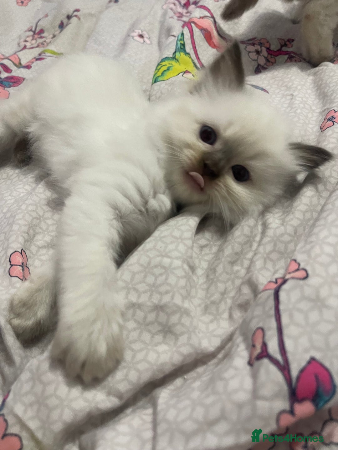 Ragdoll cats for sale: 🩵 Beautiful Ragdoll Kittens Ready at 12 Weeks! 🩵 - Image 21