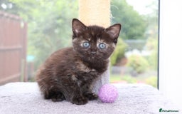Mixed Breed cats for sale: Adorable Kittens Ready SOON - Image 14