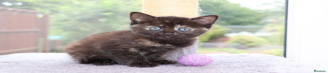 Mixed Breed Kitten 2