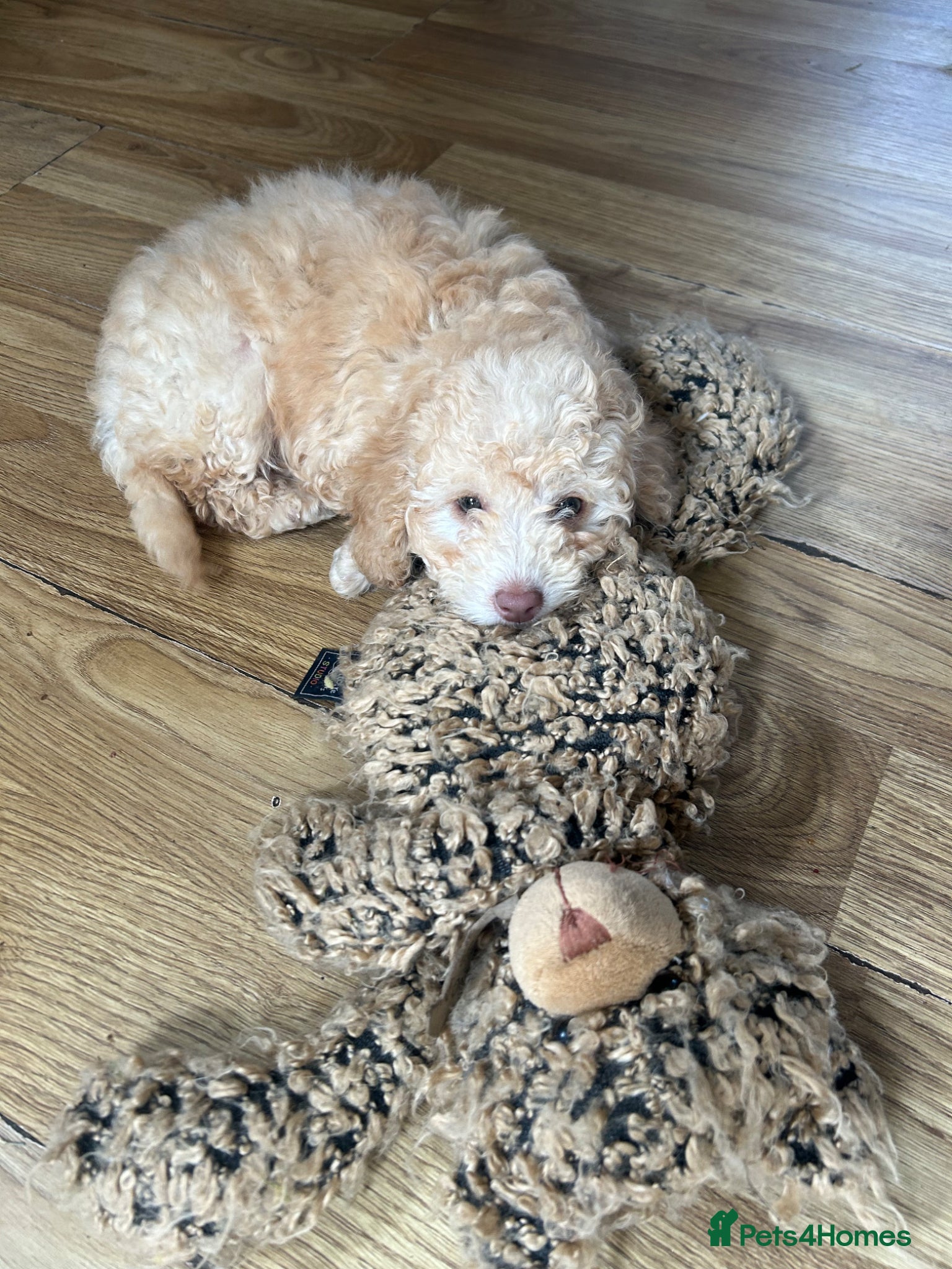 Poodle dogs Miniature golden puppy - Advert 14