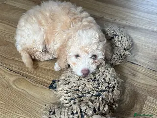 Poodle dogs Miniature golden puppy - Advert 14