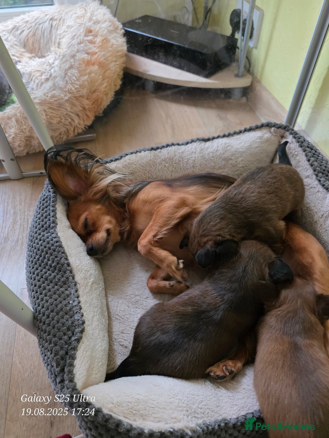 Russian Toy Terrier dogs for sale: Russian Toy Puppies  - Image 2