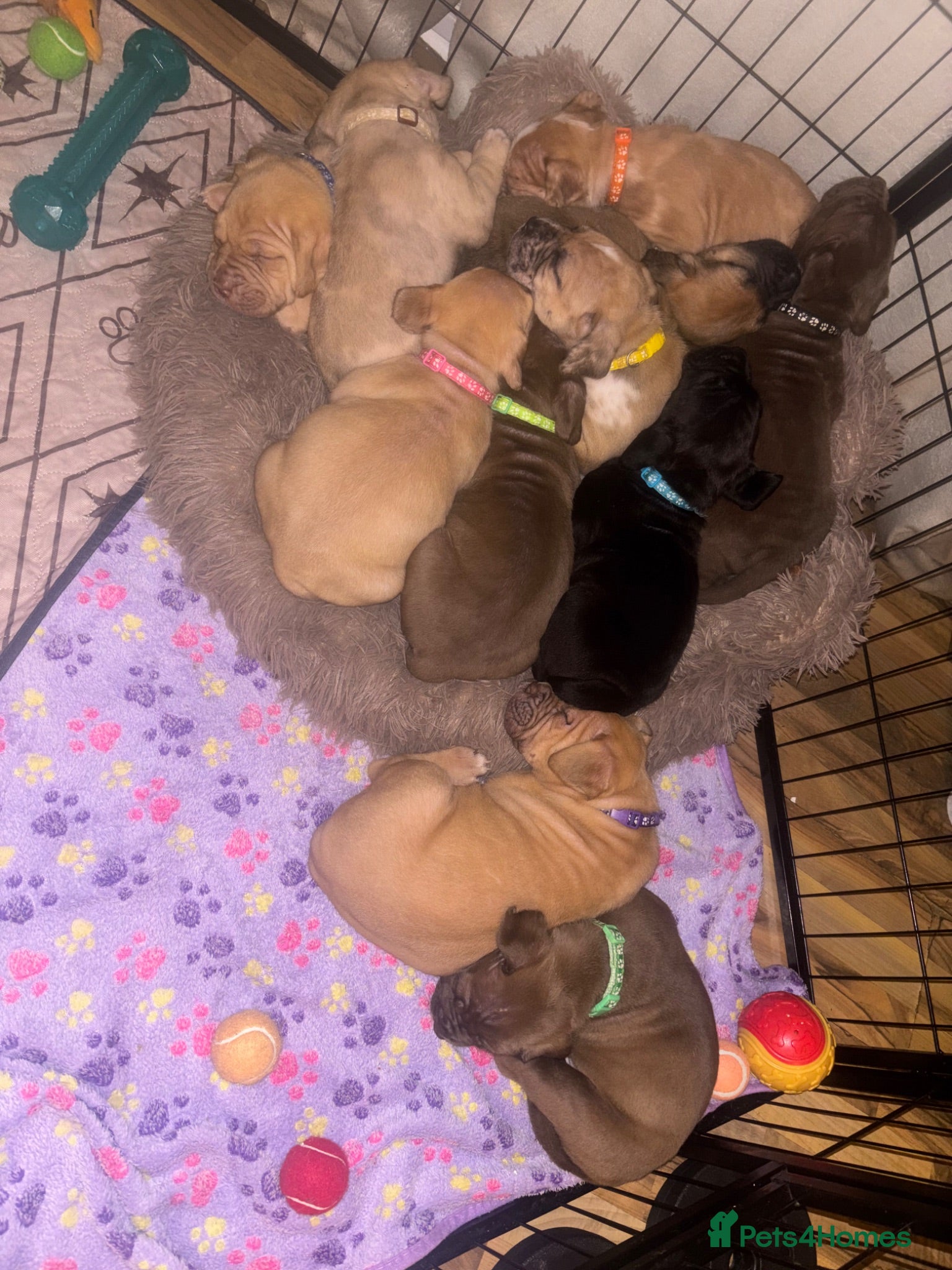Mixed Breed dogs North American mastiff X - Advert 2