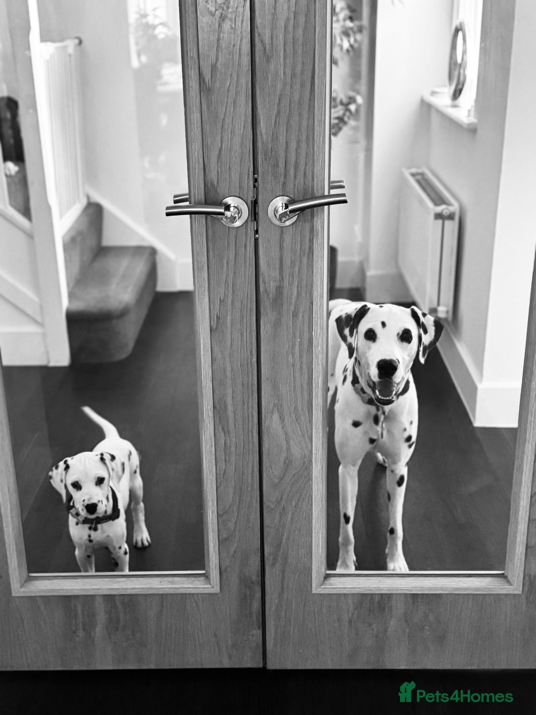 Dalmatian dogs for sale: KC Female Dalmatian  - Advert 13