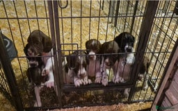 English Springer Spaniel dogs for sale: Beautiful Boy Remaining  - Image 6