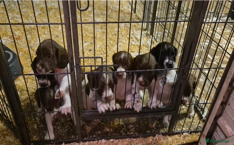 English Springer Spaniel dogs - Advert 13