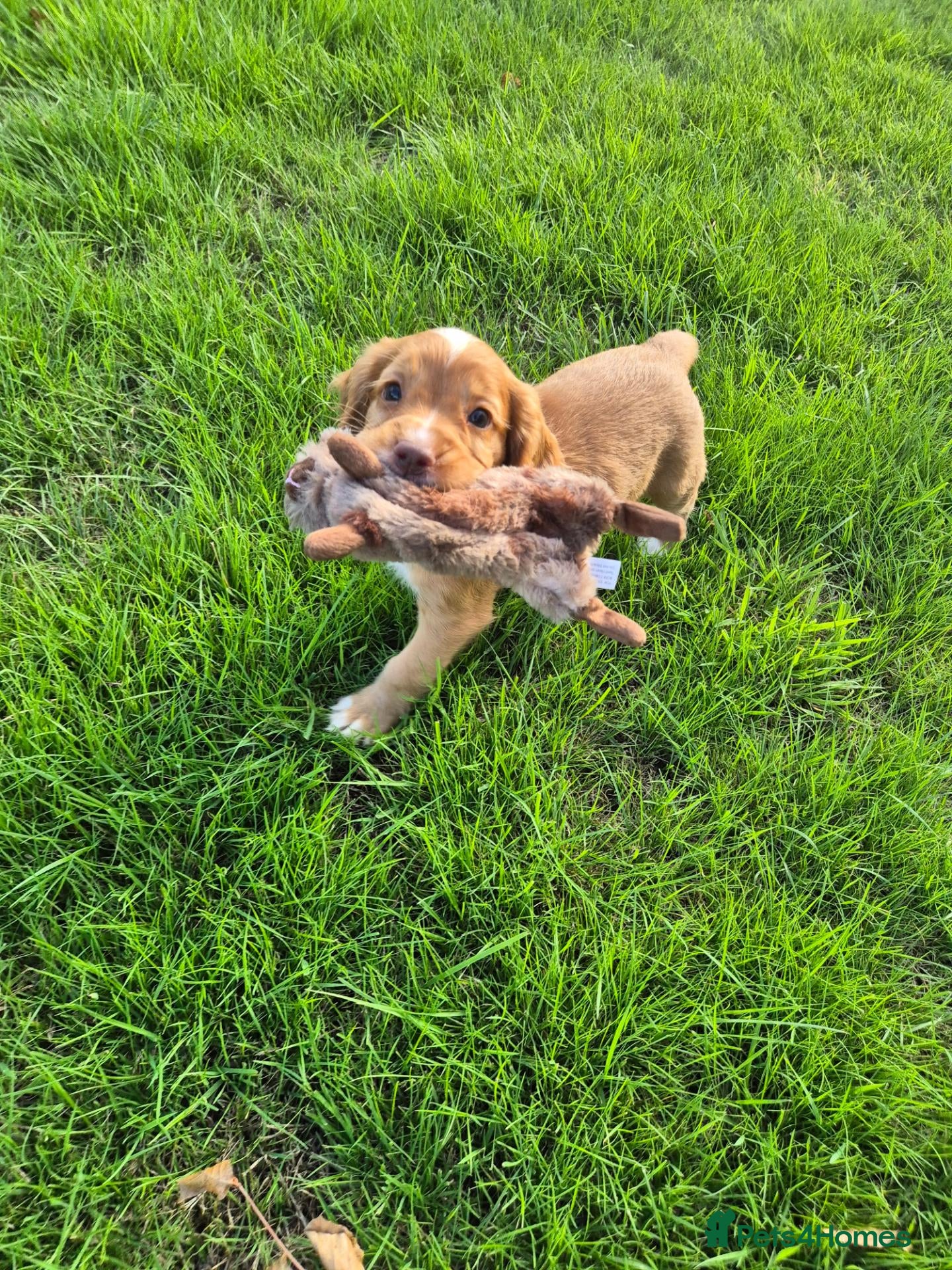 Cocker Spaniel dogs Health tested kc registered working cockers - Advert 2