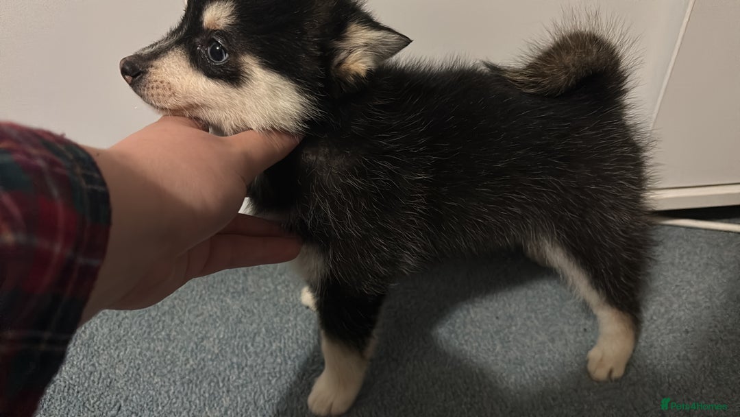 Pomsky dogs for sale: F4 tiny pomsky pups REDUCED need homes now - Advert 8