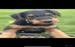 Airedale Terrier dogs for sale: Just 2 KC Registered Airedale Boys Available  in Kettering - Image 9