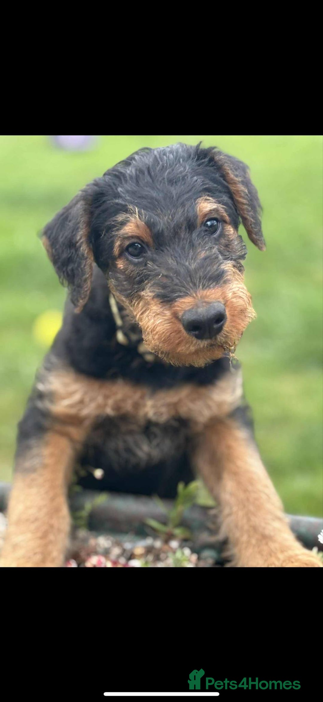 Airedale Terrier dogs for sale: Just 2 KC Registered Airedale Boys Available  in Kettering - Image 9