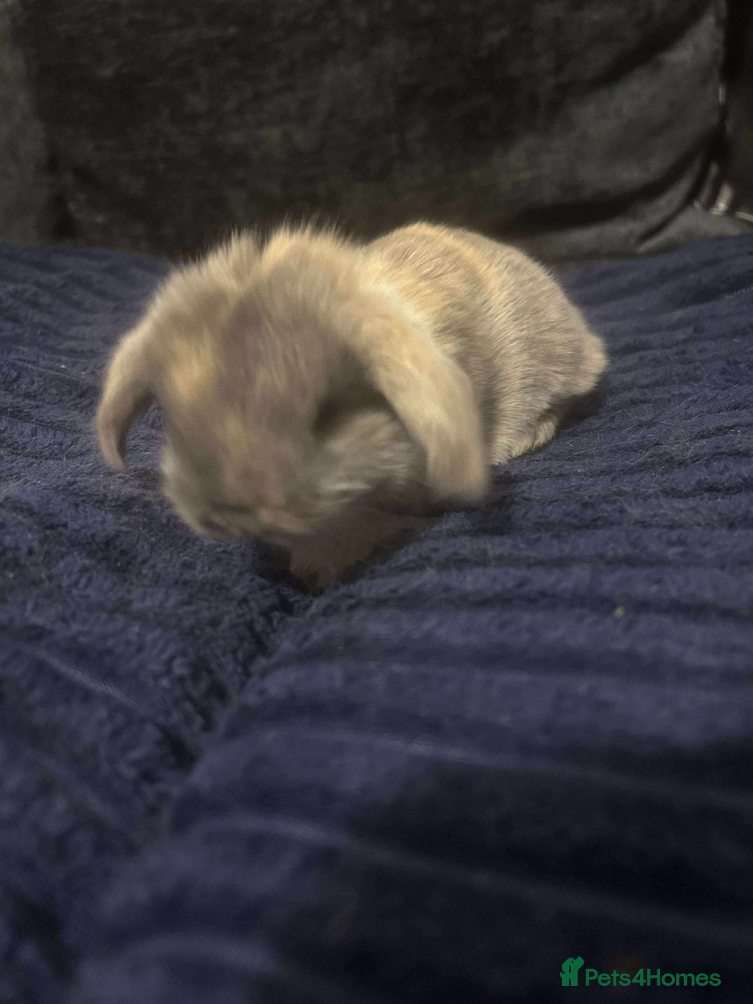 Mini Lop rabbits for sale: READY TO RESERVE  - Advert 5
