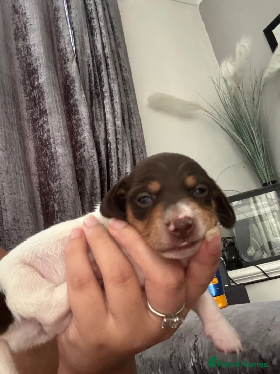 Miniature Dachshund dogs for sale: Miniature Dachshund puppies - Advert 2