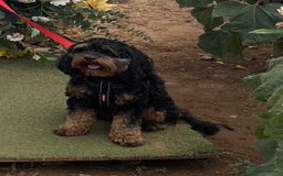 Cavapoo dogs for sale: Cavapoo puppies  - Image 11