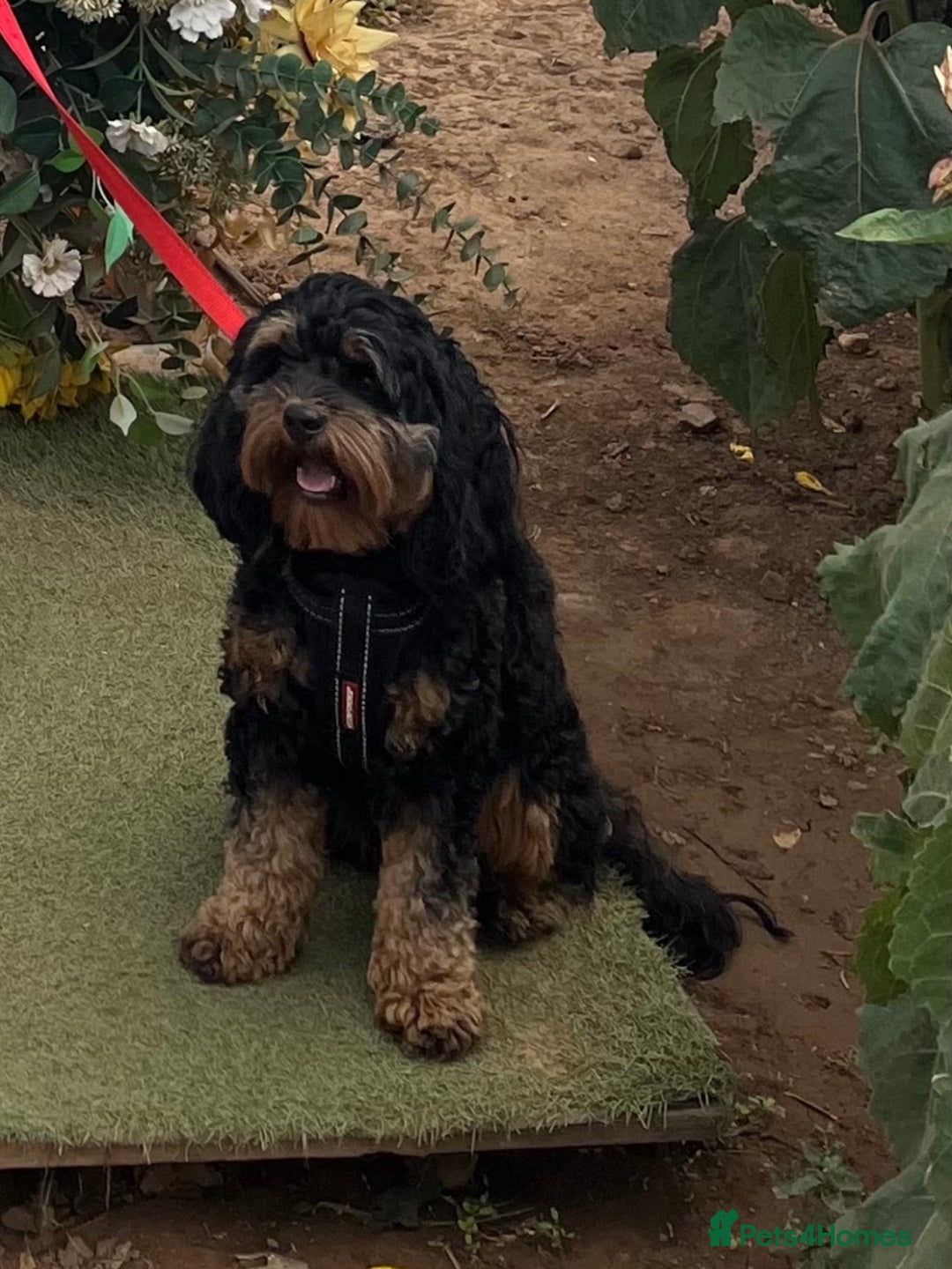 Cavapoo dogs for sale: Cavapoo puppies  - Image 11