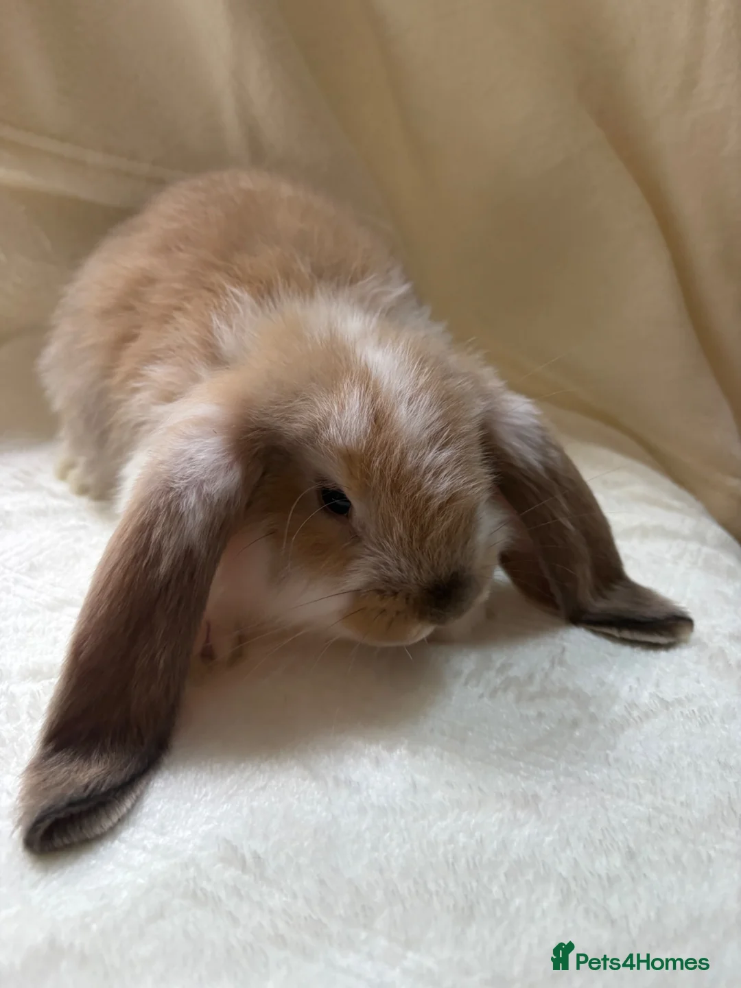French Lop rabbits for sale: Gorgeous French lop babies - Advert 1