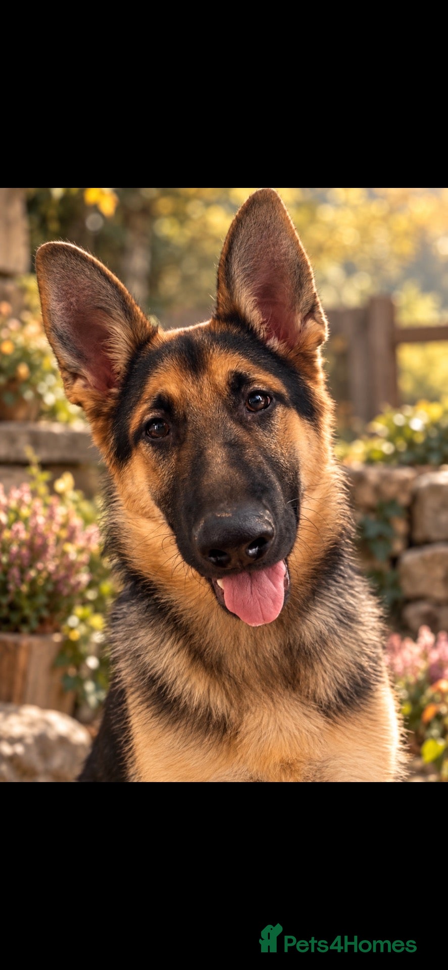 German Shepherd dogs Stunning Tradional male shepherd  - Advert 1