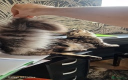 Maine Coon cats for sale: Female MCO - Image 9
