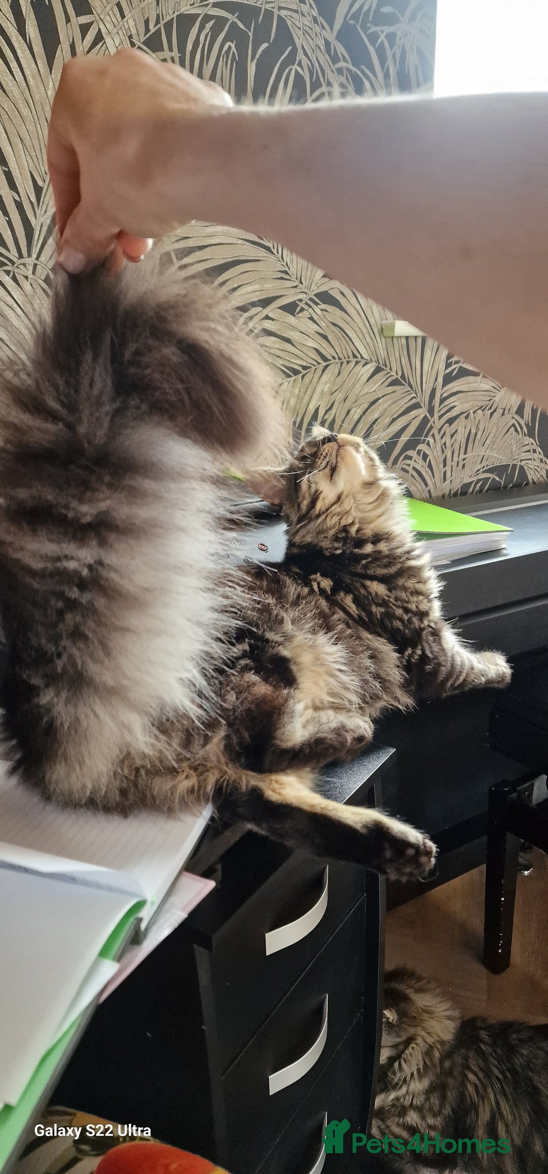Maine Coon cats for sale: Female MCO - Image 9