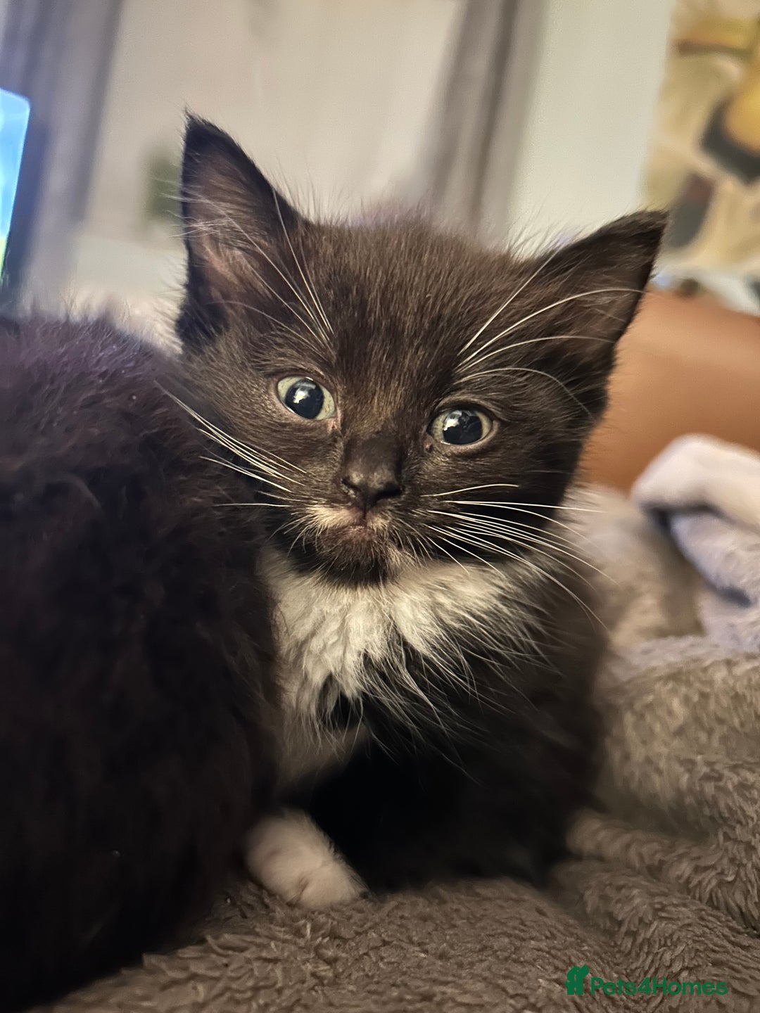 Ragdoll cats for sale: Beautiful Ragdoll mixed kittens for sale - Image 5