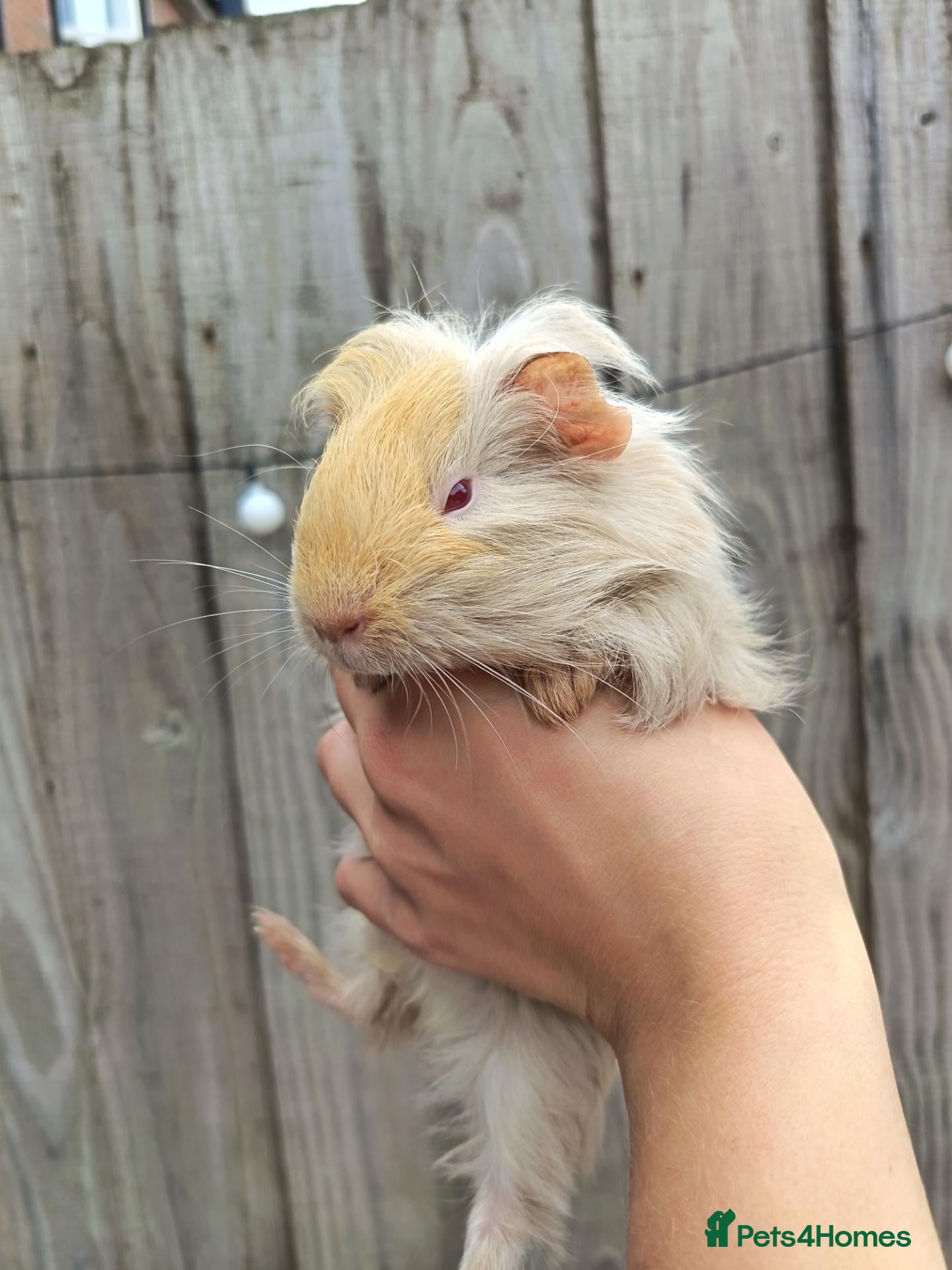 Guinea Pig rodents 2 female babies and adult male  - Advert 18
