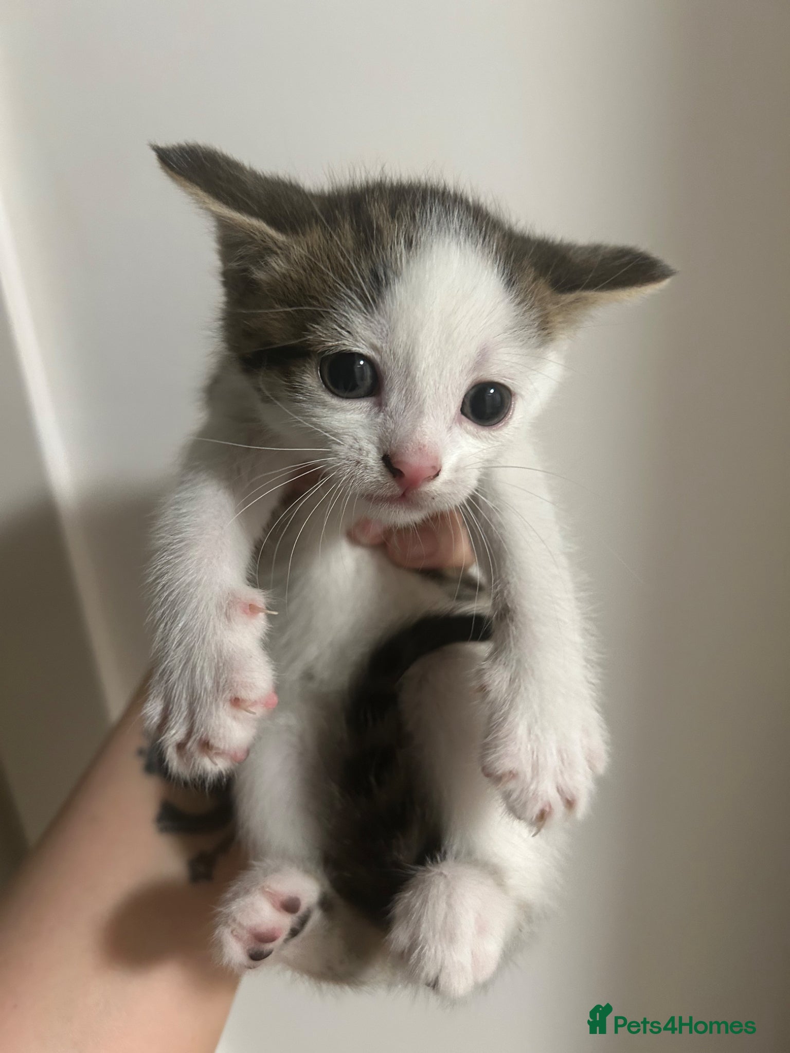 Mixed Breed cats for sale: 5 beautiful kittens  - Advert 7