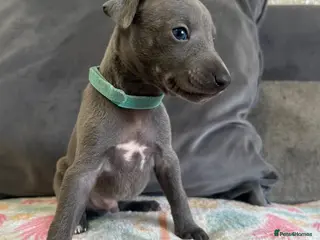 Whippet dogs KC blue whippet puppies - Advert 7